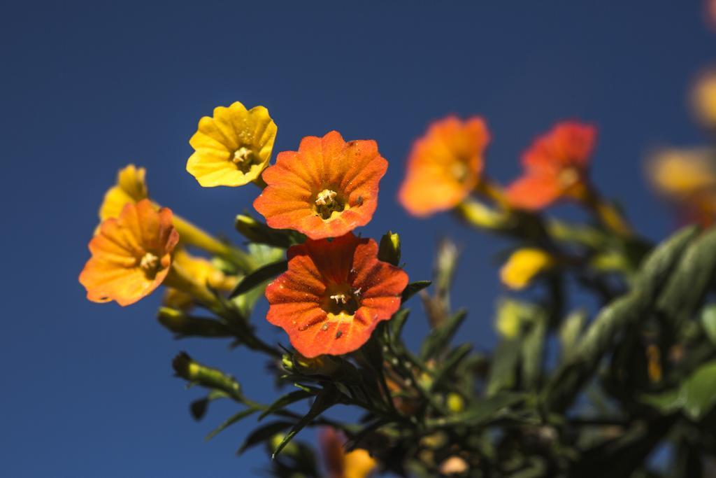Sol Y Luna - Relais & Chateaux Sacred Valley ภายนอก รูปภาพ